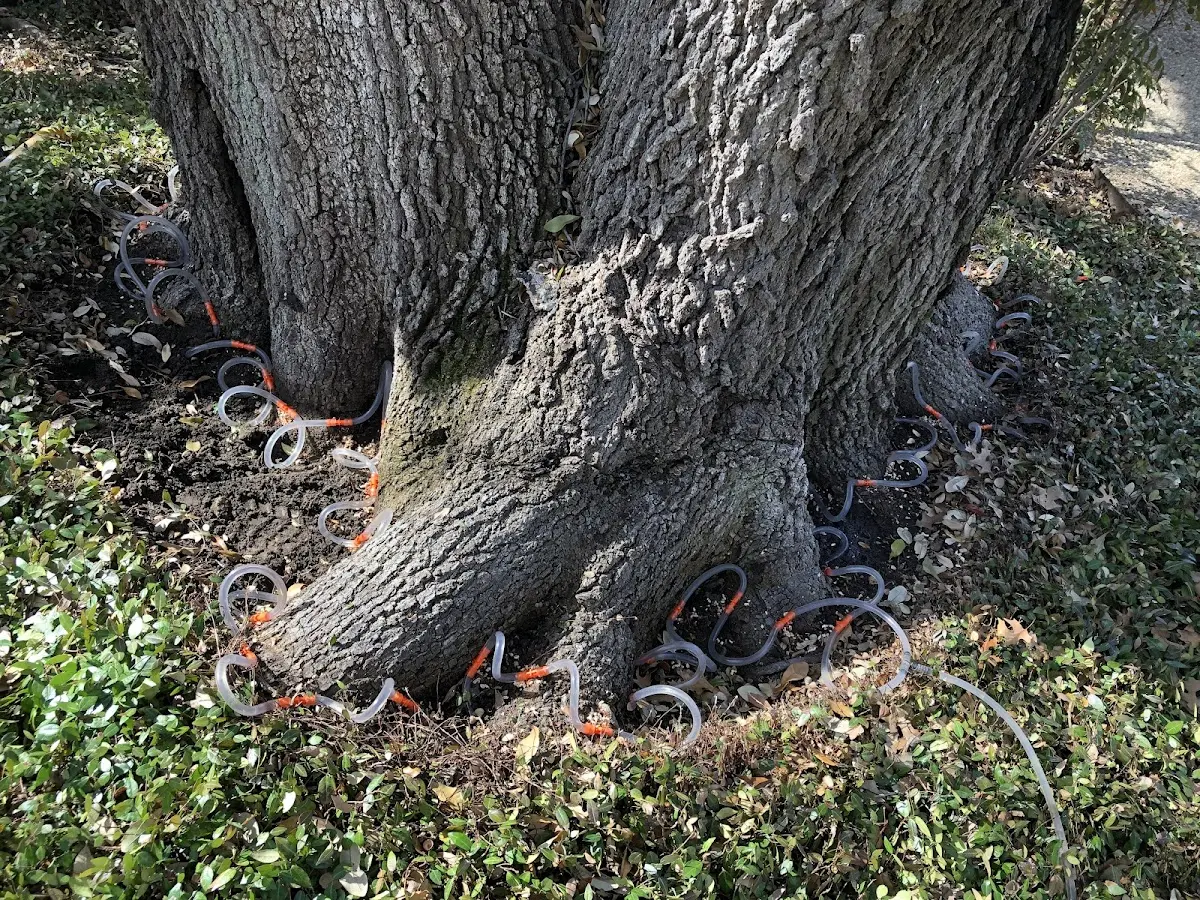 Detailed Tree Cabling and Bracing job site in Fay