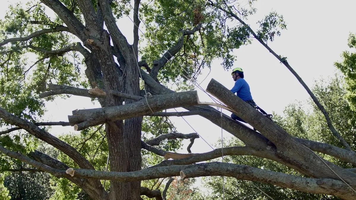 Professional Crown Thinning performed by certified arborists in Fay