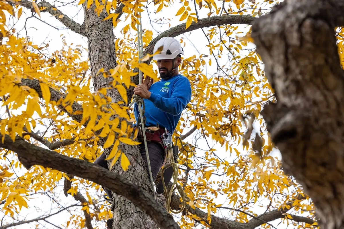 Skilled Storm Damage Cleanup crew working in Fay
